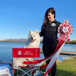 Samoyeds from KinleyRay Samoyeds