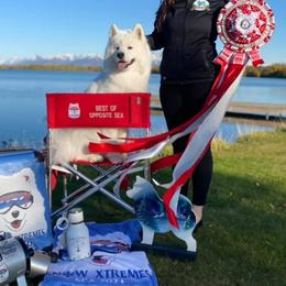 Samoyeds from KinleyRay Samoyeds