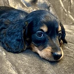 Hans - Black and tan male Dachshund puppy in Litchfield, Michigan from High Country Kennels
