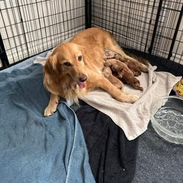 Girl 3 - Golden female Golden Retriever puppy in Salem, Oregon from Oregon Rose Goldens