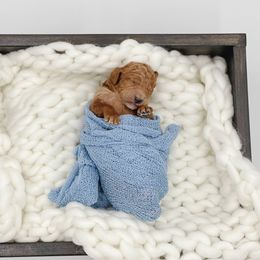Aussiedoodle and Goldendoodle Puppies from Garside Doodles
