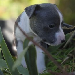 Dreamer - White and blue male Rat Terrier puppy in Ukiah, California from Mysthaven Rat Terriers