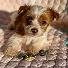 Cupid - Parti female Yorkshire Terrier puppy in Elgin, Texas from For The Love of Yorkies Texas
