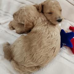 Poodle Puppies from Sally Hamer