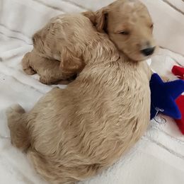 Poodle Puppies from Sally Hamer