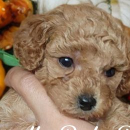 Poodles from Poodle Pals By Jen