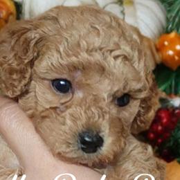 Poodles from Poodle Pals By Jen