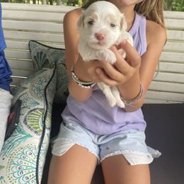 Gwendolyn - White female Havanese puppy in Falkville, Alabama from Nanas Havanese