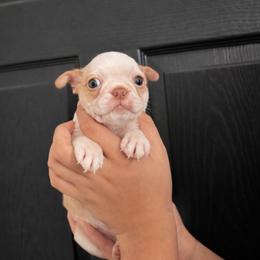 Winter - Lilac female Boston Terrier puppy in Mascotte, Florida from The DogMother House of Bostons