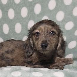 BERT - AKC SILKY WIREHAIR - Dapple Dachshund puppy in Swink, Oklahoma from Palali Farm