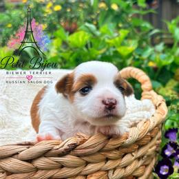 White Red Girl - female Russian Salon Dog puppy in Iva, South Carolina from Petit Bijou Biewer Terriers & Russian Salon Dogs