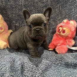 Pink collar - Brindle female French Bulldog puppy in Troup, Texas from Kim Ontiveros