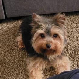 Yorkshire Terrier All Grown Up from Collette's Beautiful Yorkies