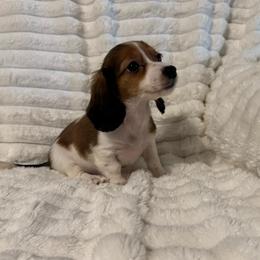 Ginger AKC - Piebald female Dachshund puppy in Magnolia, Texas from J&R Macias Dachshunds