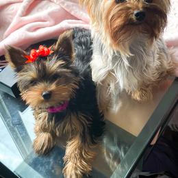 Yorkshire Terrier Puppies from Essence of Grace Yorkies