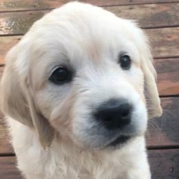 Golden Retriever Puppies from West Coast Cream Goldens
