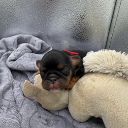 Bridget - Black and tan female English Toy Spaniel puppy in Pennsylvania from Enchanting Charlies