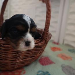 Red - Tri-color male Cavalier King Charles Spaniel puppy in Puyallup, Washington from Foster Cavaliers