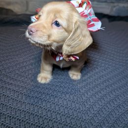 Yellow - Cream female Dachshund puppy in Medina, Ohio from English Cream Dream Dachshunds