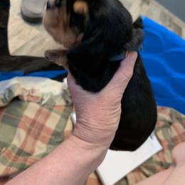 Little boy blue - Black brown and white male Basset Hound puppy in Clio, Michigan from Nancy's Basset Hounds