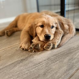 Golden Retriever Puppies from Sunshine Mountain Retrievers