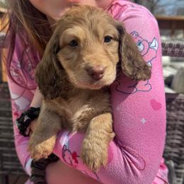 Boy 4 - Cream male Dachshund puppy in Rio, Wisconsin from Three K Miniature Dachshunds