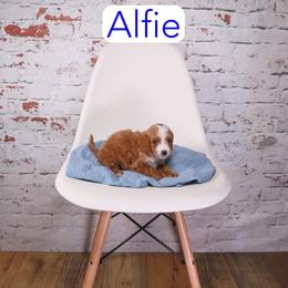 Alfie - Red male Cavapoo puppy in Calhoun, Georgia from Happy Top Doodles