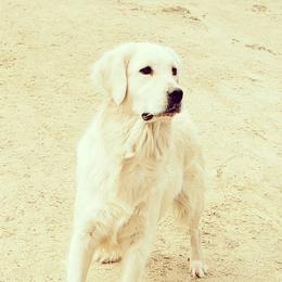 Indie - Golden Retriever