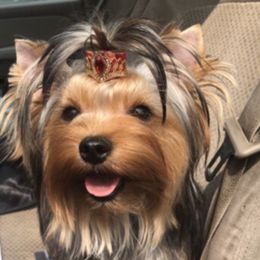 Miss Blue  - Yorkshire Terrier