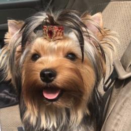 Miss Blue  - Yorkshire Terrier