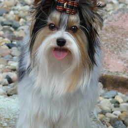 Biewer Terriers and Yorkshire Terriers from Gear Acres