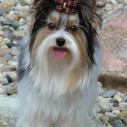 Biewer Terriers and Yorkshire Terriers from Gear Acres