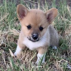 Girl 1 - Red Pembroke Welsh Corgi puppy in Texas from SS Texas Corgis