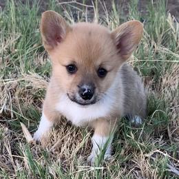 Girl 1 - Red Pembroke Welsh Corgi puppy in Texas from SS Texas Corgis