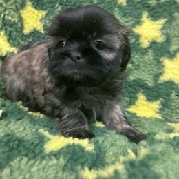 Micky - Brindle male Shih Tzu puppy in Hibbing, Minnesota from Iron Range Shih Tzu and Puppies