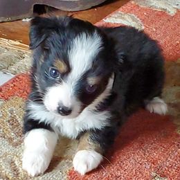 Chihuahuas and Toy Australian Shepherds from Glidwell Ranch