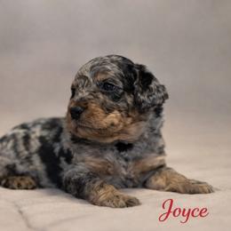 Joyce Byers - Blue merle female Bernedoodle puppy in Bennett, Colorado from Darling Paws, LLC