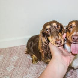 Dachshund puppies from Wild West Weens