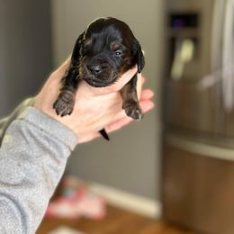 Dachshund Puppies from Rea's Puppies