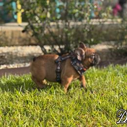 French Bulldog Puppies from Elite Sweet Frenchies