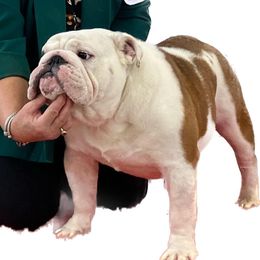 Wyatt - Bulldog