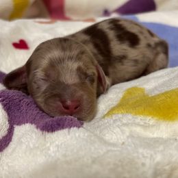 Lilo - Dapple female Dachshund puppy in Cattaraugus County, New York from H&C’s Dachshunds and Retrievers