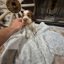 Lando - Liver white and roan male English Springer Spaniel puppy in Fallscity, Texas from Ciblo Creek Spaniels