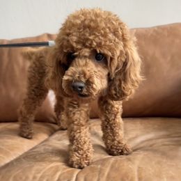 Maui - Goldendoodle