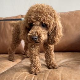 Maui - Goldendoodle