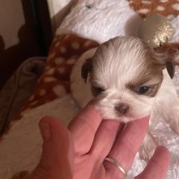 Ziggy - Brindle female Shih Tzu puppy in Lebanon, Tennessee from Jan’s Shihtzus