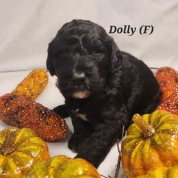 Double Doodle, Goldendoodle, and Labradoodle Puppies from Godley Doodles Of Texas