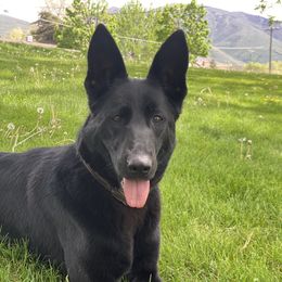 Dazzle - German Shepherd