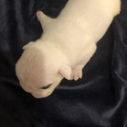 Bulldog Puppies from Cedar Lane Bulldogs