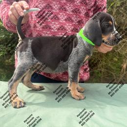 Bandit - Blue ticked and tan male Bluetick Coonhound puppy in Mount Pleasant, Texas from Harmons Hounds
